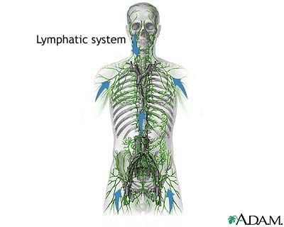lymphatic-system-e0429607